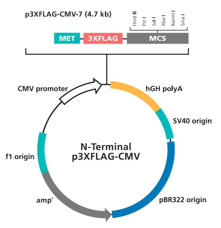 p3XFLAG-CMV-7载体图谱